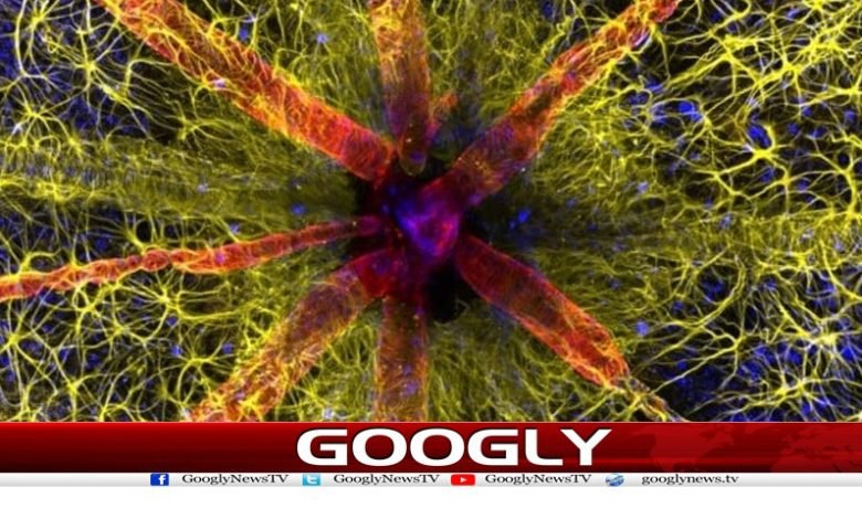 Mouse Eye News in Urdu