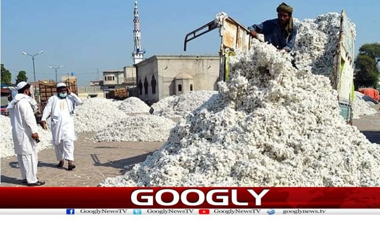 Cotton Sector Suffers News in Urdu