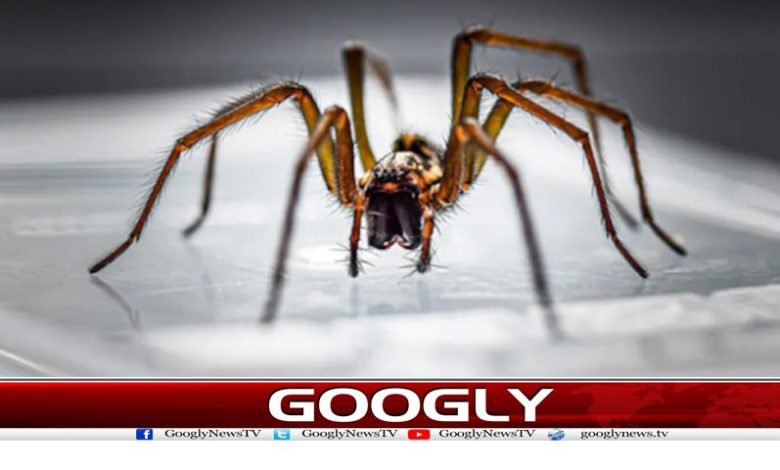 Spider Stuck in The Woman News Urdu