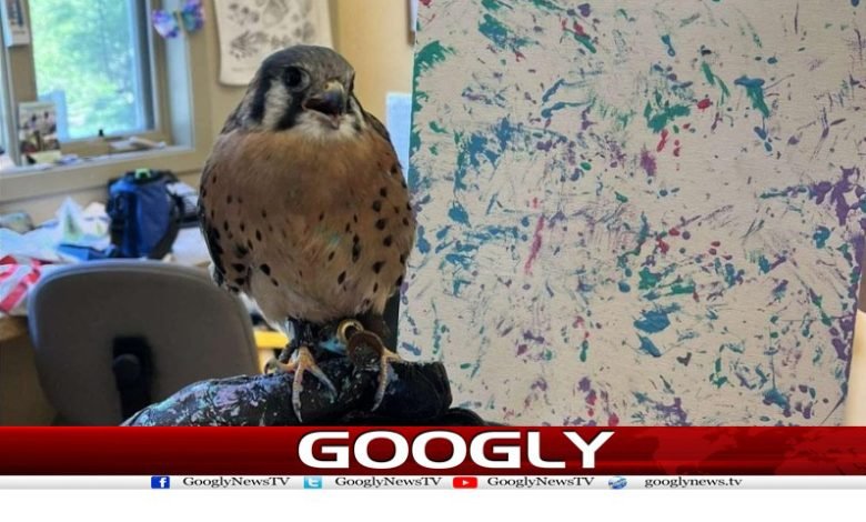Fly The Bird Became Painter News