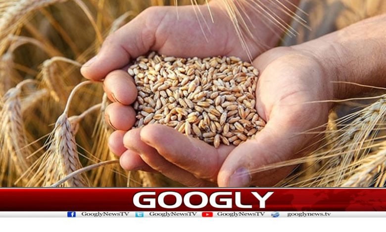 پنجاب میں گندم کی بوائی کا ہدف 1کروڑ60لاکھ ایکڑ مقرر 1 what