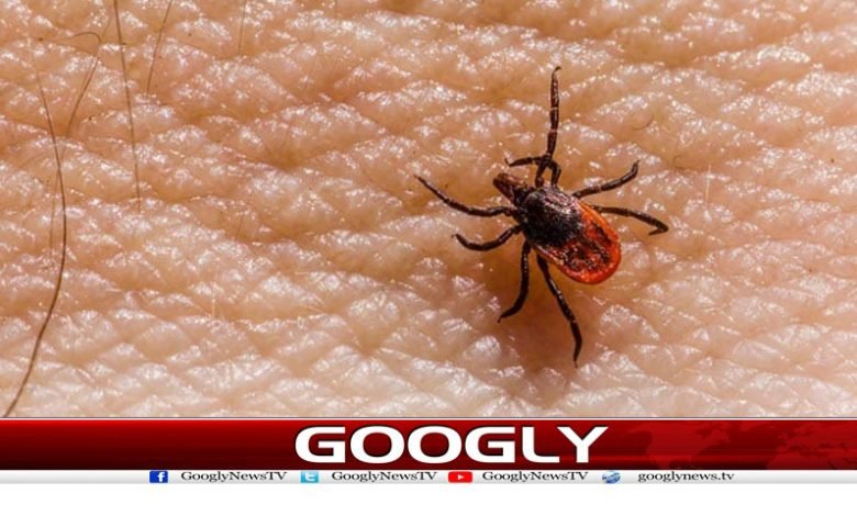 Quetta in Congo Virus News Urdu