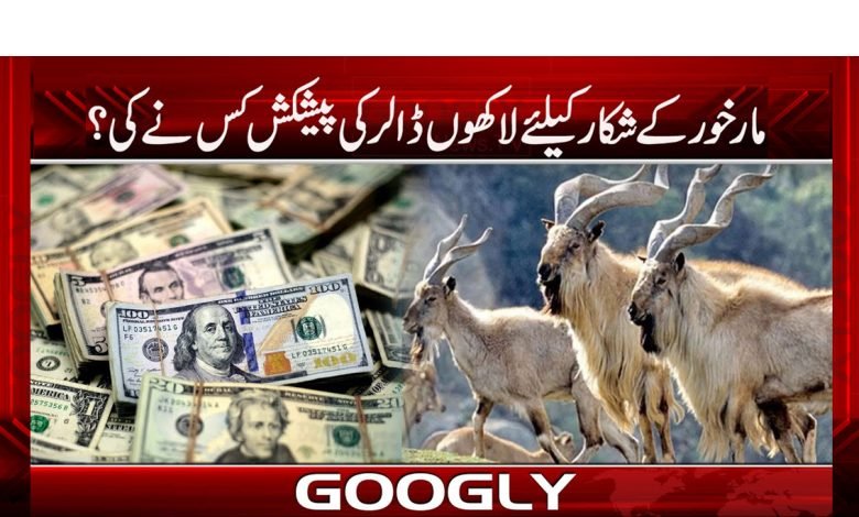 مارخور کے شکار کیلئے لائسنس کیسے حاصل کیا جاتا ہے؟ 1 mar