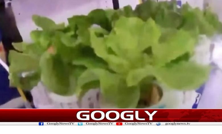 خلا میں سبزیاں اگانے کے تجربات 1 vegotable