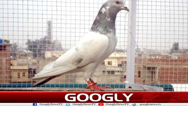pecock