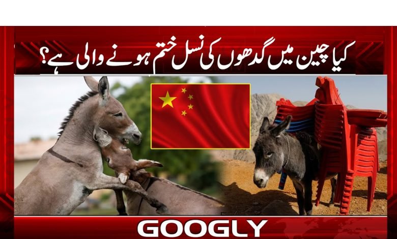 کیا چین میں گدھوں کی نسل ختم ہونے والی ہے؟ 1 China Donkeys Extinct News Urdu