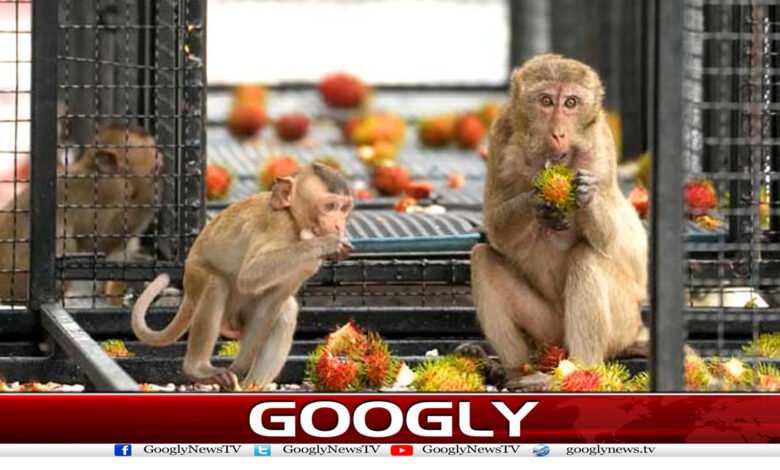 تھائی حکومت نے بندر قابوکرنے کا پلان بنالیا 1 Thai Land News in Urdu