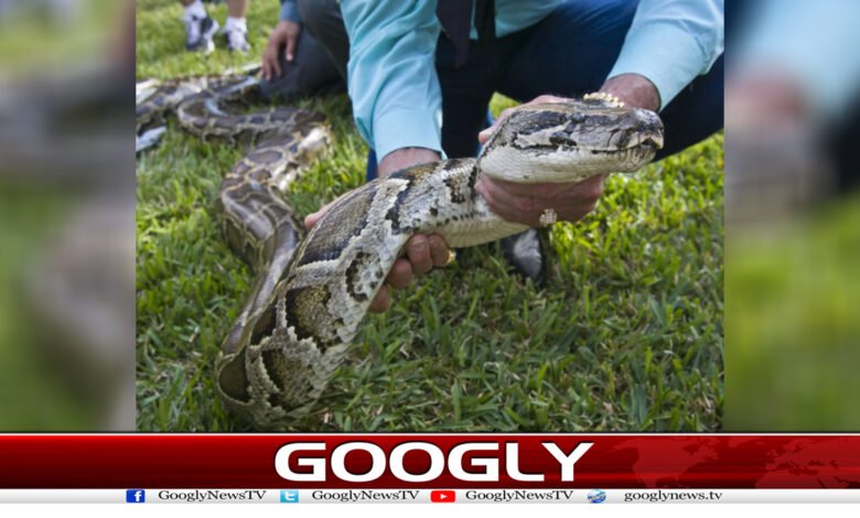 Snake Catching News in Urdu