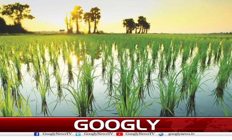 دھان کی کاشت کا ہدف50لاکھ ایکڑ مقرر 1 dhan