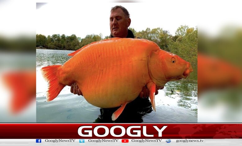 دنیا کی سب سے بڑی گولڈ فش ’دی کیرٹ‘ مرگئی