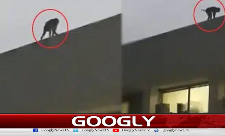 Monkey climbs onto roof of house, wildlife search underway