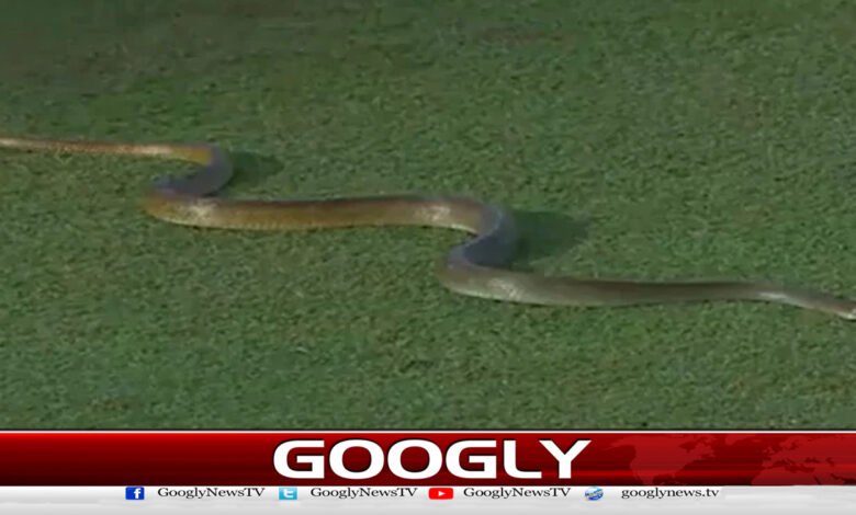 انڈر 19 ویمن ٹی ٹوئنٹی ورلڈکپ: انگلینڈ اور آئرلینڈ کا میچ سانپ کی انٹری کے باعث منسوخ 1 Under-19 Women's T20 World Cup: England-Ireland match called off due to snake entry