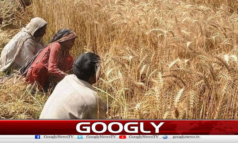 آئندہ گندم کی پیداوار کم ہونے کاخدشہ 1 آئندہ گندم کی پیداوار کم ہونے کاخدشہ