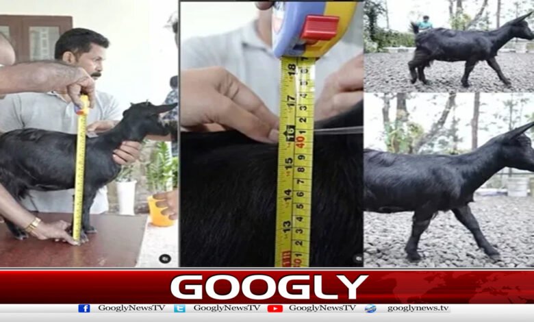 India's shortest goat sets record