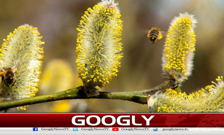 Pollen allergy season begins in Islamabad and Rawalpindi