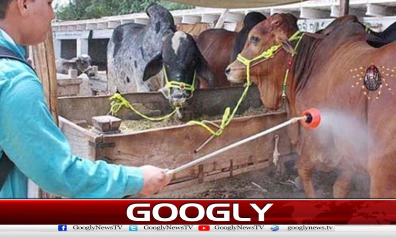 Advisory issued regarding Congo fever and heat wave