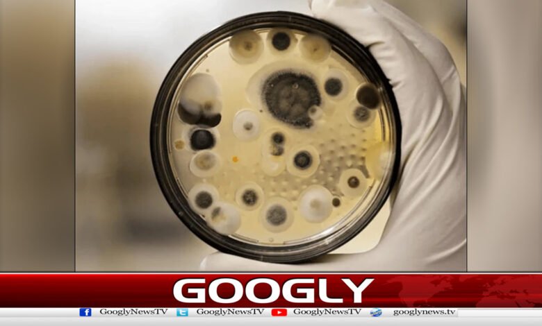 Fear of deadly fungus spreading among humans