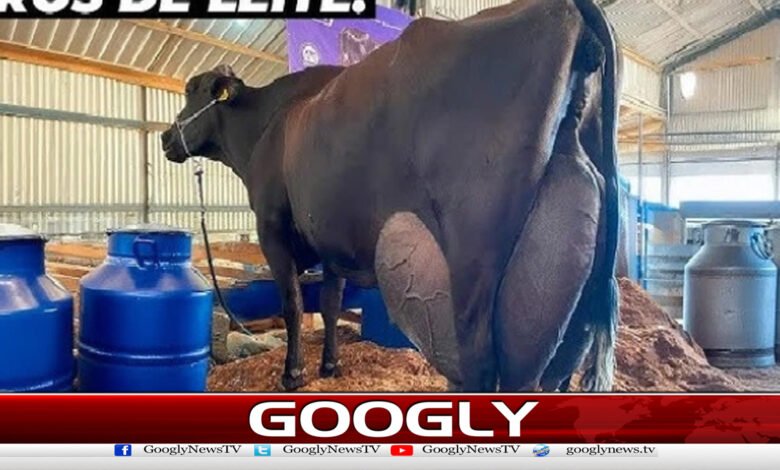 Brazilian buffalo sets record of 343 liters of milk