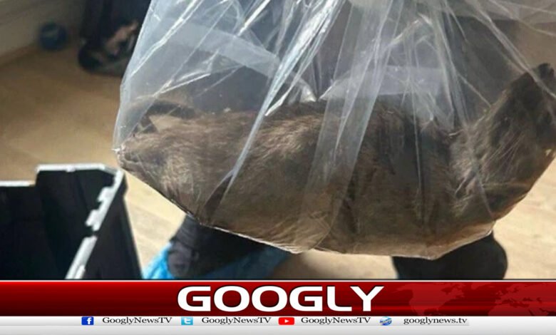 انگلینڈ میں گھر سے 22 انچ لمبا چوہا پکڑاگیا 1 22-inch-long rat caught in England home