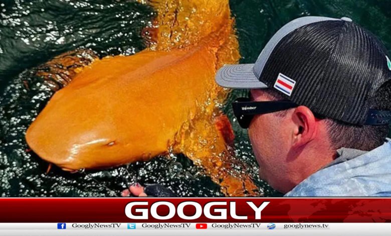 Rare orange shark discovered off US coast