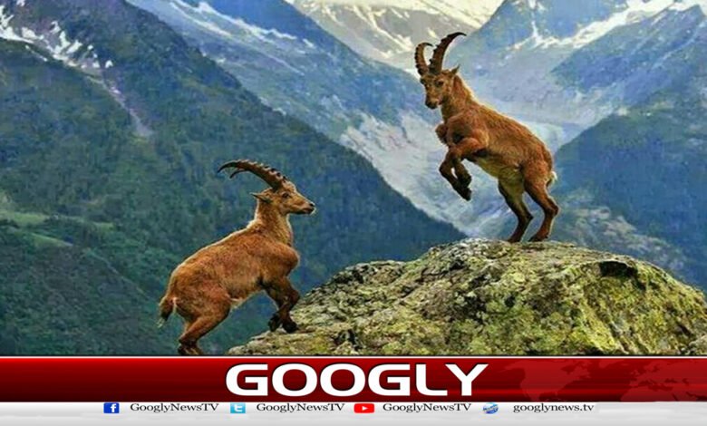 Markhor hunting in Gilgit-Baltistan generates revenue of Rs. 550 crore