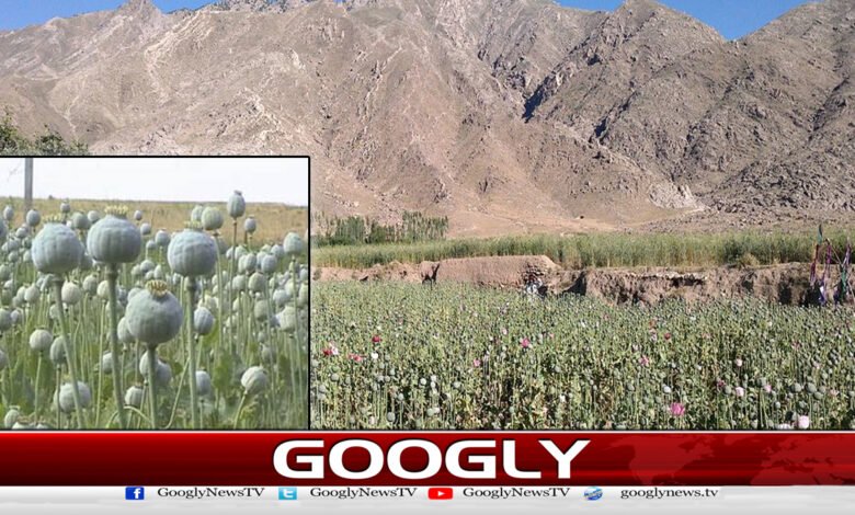 افغانستان کی جگہ بلوچستان پوست کی کاشت کا نیا مرکز کیسے بنا؟ 1 How did Balochistan become the new center of poppy cultivation, replacing Afghanistan?