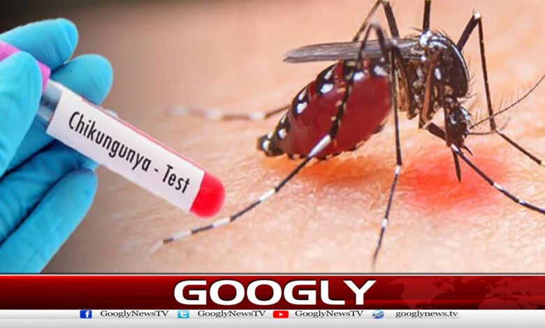 پشاور میں چکن گونیا وبا کی صورت اختیار کرگیا 1 Chikungunya epidemic in Peshawar