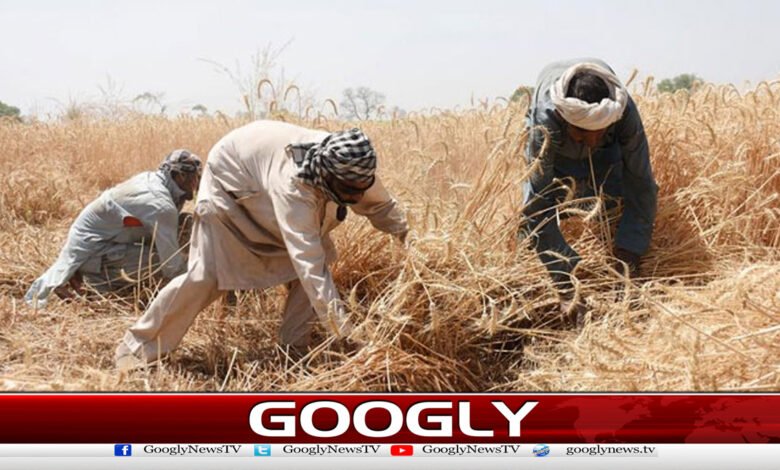 Farmers reject wheat price of Rs. 3,500 per maund