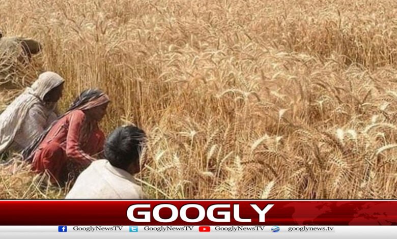 سندھ کا گندم کے کاشتکاروں کیلئے بڑے پیکیج کا اعلان 1 Sindh announces big package for wheat farmers