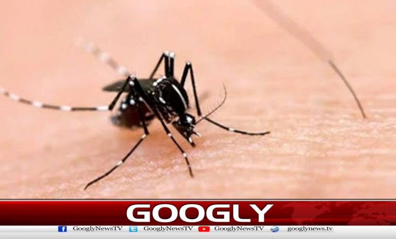 Dengue patients increase in Islamabad, 10 new cases reported