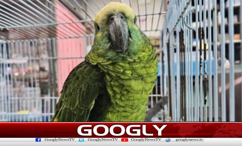 Parrot caught stealing coffee from cafe in South Korea