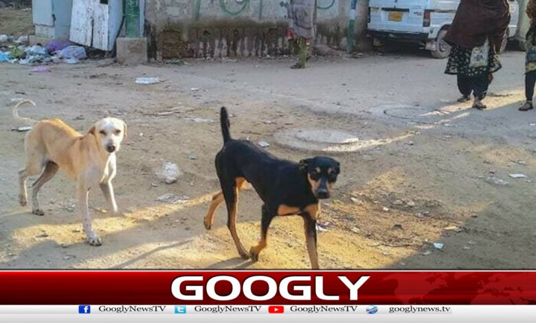 A boy suffering from rabies who was undergoing treatment in Karachi died.