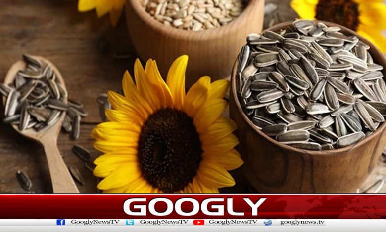 Sunflower seeds are considered nutritious and healthy