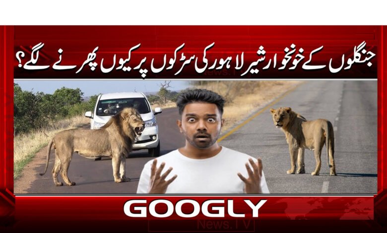 0 جنگلوں کے خونخوار شیر لاہور