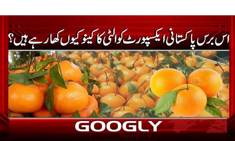 2 اس برس پاکستانی ایکسپورٹ کوالٹی کا کینو 1