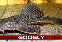 Why are fishermen worried about exotic fish in the Indus River?