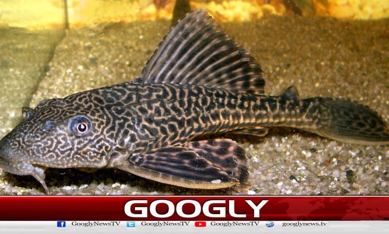 Why are fishermen worried about exotic fish in the Indus River?