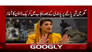 7 گھر میں شیر پالنے پر پابندی 1