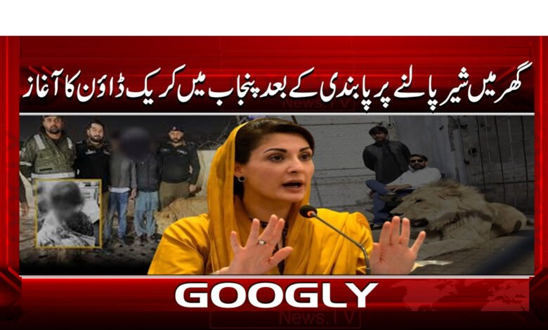 7 گھر میں شیر پالنے پر پابندی 1