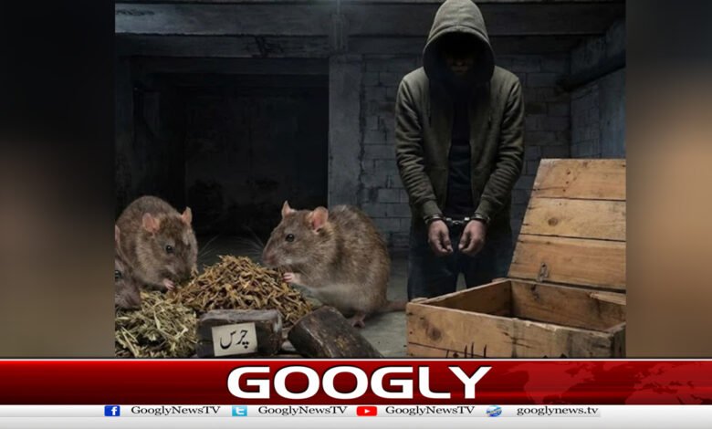 Rats eat 200 kg of hashish in India