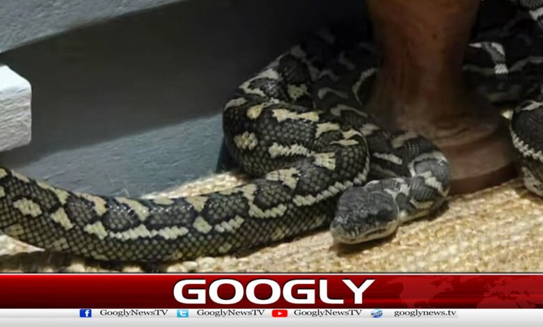 A terrifying dragon climbed into the bed of a sleeping woman.