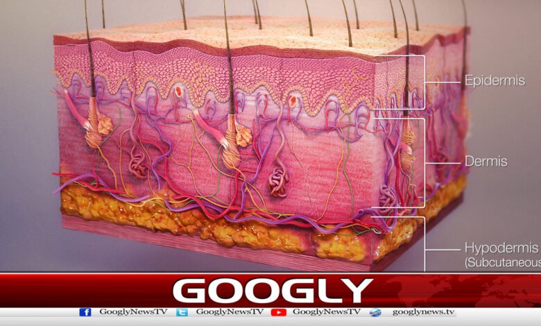 Geneticist claims to keep human skin alive for 150 years