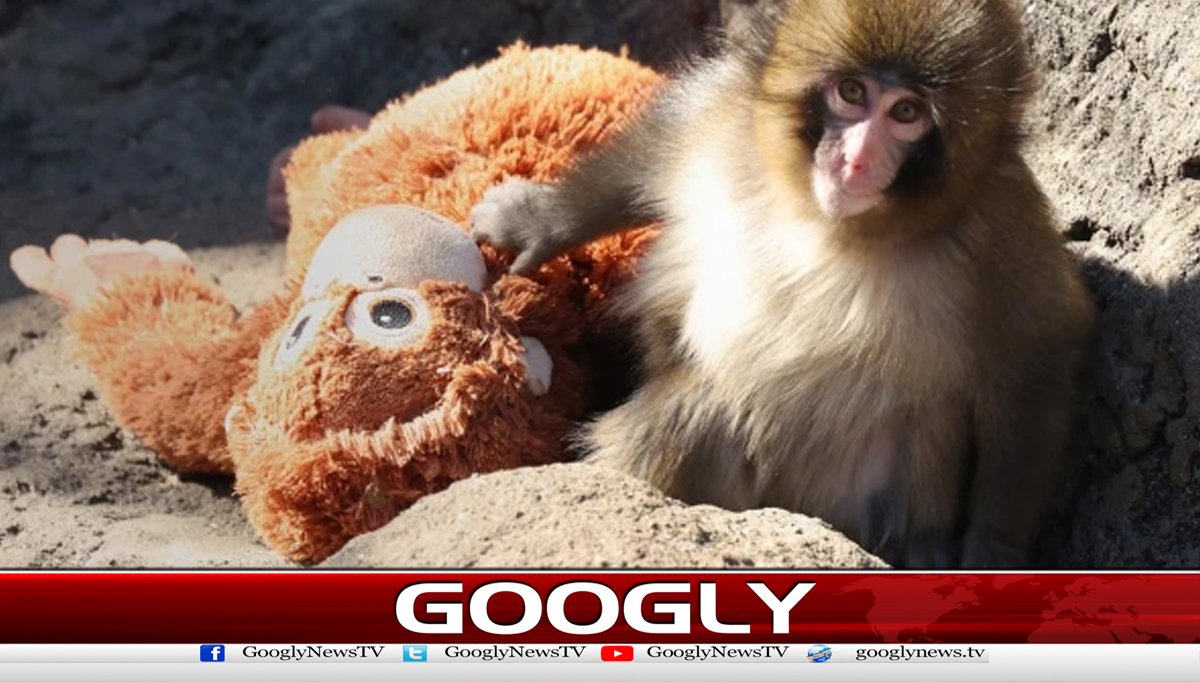 جاپانی مکاک بندر ’’پنچ‘‘ کی ویڈیودنیابھر میں وائرل