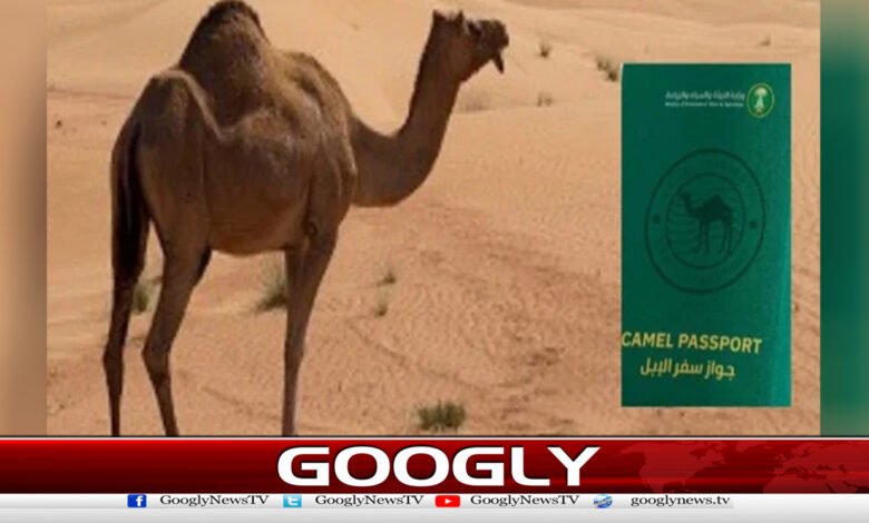 Saudi Arabia announces issuance of passports to camels