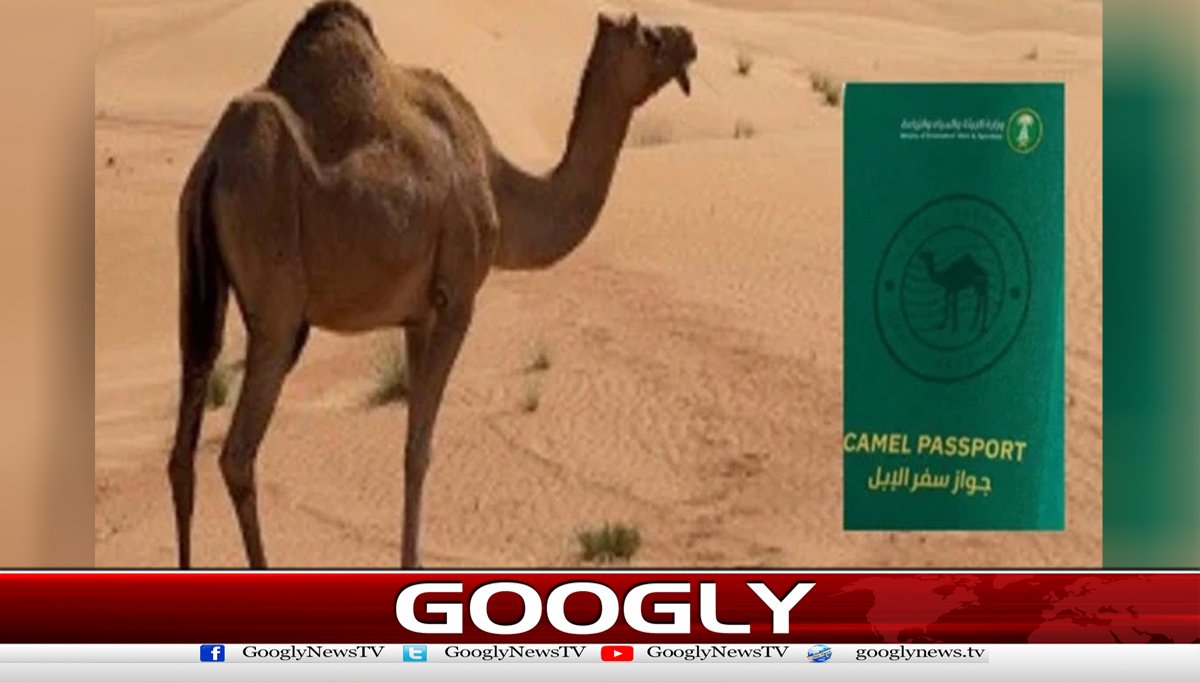 سعودی عرب کا اونٹوں کو پاسپورٹ جاری کرنے کا اعلان