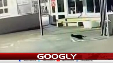 سکول سے پراسرار طریقے سے اشیا چرانے والی بلی پکڑ ی گئی 2 Cat caught stealing items from school