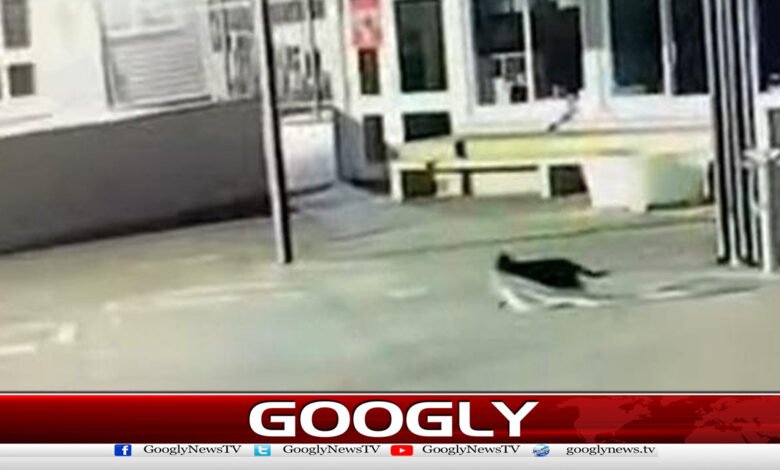سکول سے پراسرار طریقے سے اشیا چرانے والی بلی پکڑ ی گئی 1 Cat caught stealing items from school