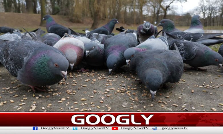جنگلی پرندوں کو دانا ڈالنے پرخاتون کوجرمانہ عائد 1 Woman fined for feeding wild birds
