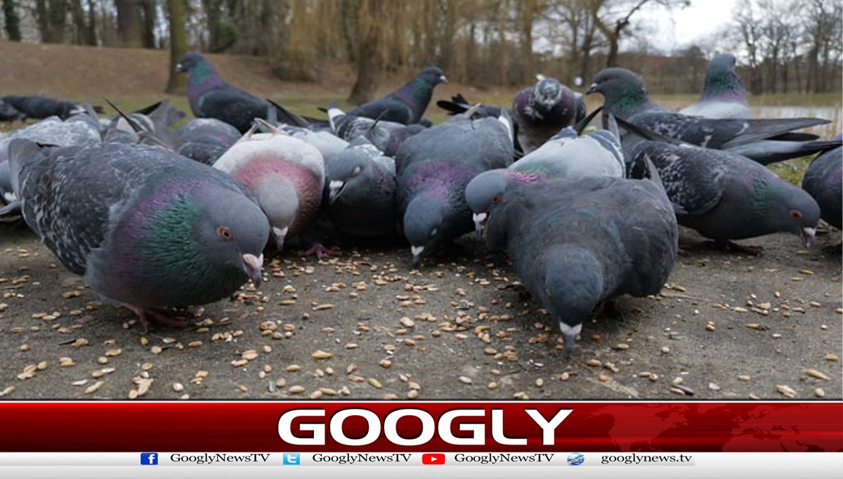 جنگلی پرندوں کو دانا ڈالنے پرخاتون کوجرمانہ عائد