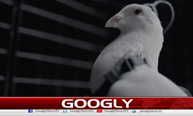 Russian company claims to have turned pigeons into surveillance drones